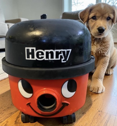 Henry hoover vac serviced 620w - hoover/vac,